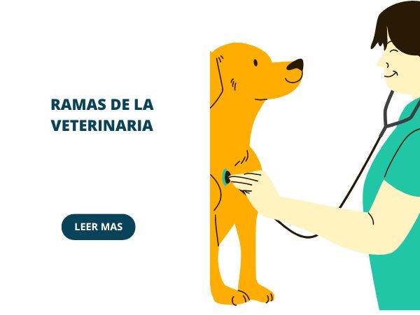 ramas o especialidades de la veterinaria